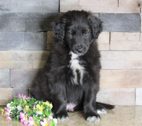 Golden Collie For Sale Fredericksburg, OH Male- Tim