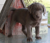AKC Registered Labrador Retriever Silver For Sale Sugarcreek OH Female-Lola