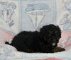 Mini Bernedoodle For Sale Millersburg OH Male-Gabe