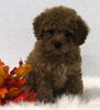 Cavapoo For Sale Holmesville OH Female-Coco