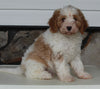 Cavapoo For Sale Sugarcreek OH Male-Samson