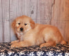 AKC Golden Retreiver For Sale Fredricksburg OH Male-Ace