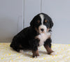 AKC Registered Bernese Mountain Dog For Sale Millersburg, OH Male- Buddy