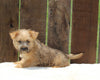 AKC Registered Cairn Terrier For Sale Millersburg OH -Male Riley