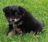 Mini Australian Shepherd For Sale Sugarcreek OH Female-Sadie