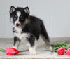Pomsky For Sale Holmesville OH Female-Izzy