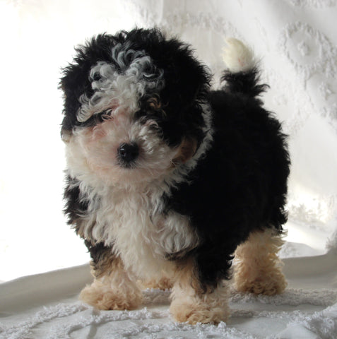 Mini Bernedoodle For Sale Sugarcreek OH Female-Molly
