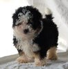 Mini Bernedoodle For Sale Sugarcreek OH Female-Molly