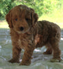 Cockapoo For Sale Dundee OH Male Buster
