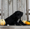 Aussiedoodle For Sale Millersburg OH Female-Sophia MAKE AN OFFER
