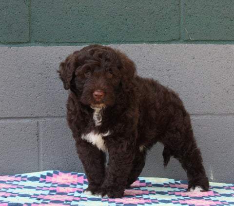 AKC Registered Portuguese Water Dog For Sale Fredricksburg OH Male-Edger