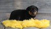 AKC Registered Rottweiler For Sale Applecreek OH Male-Axel