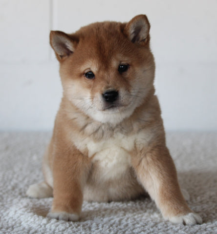 AKC Registered Shiba Inu For Sale Millersburg OH Male-Brentley