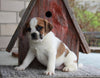 Puggle For Sale Sugarcreek OH Female-Suzie