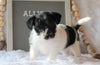 Jack-a-poo For Sale Applecreek, OH Female- Allie