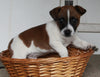 Jack Russel For Sale Fredericksburg OH Male-Cooper