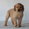 AKC Registered Golden Retriever For Sale Millersburg OH Male-Bobby