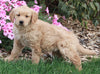 AKC Registered Golden Retriever For Sale Fredericksburg OH Male-Toby