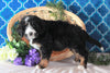 Bernedoodle For Sale Sugarcreek, OH Male- Chief