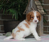 Medium F1BB Goldendoodle For Sale Millersburg OH Female-Dassie