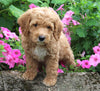 F1BB Mini Labradoodle For Sale Millersburg OH Female- Eliza