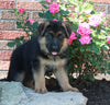 AKC Registered German Shepherd For Sale Millersburg OH Female-Renita