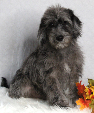 F1B Medium Labradoodle For Sale Millersburg OH Male-Felix