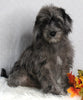 F1B Medium Labradoodle For Sale Millersburg OH Male-Felix