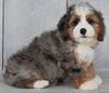 Mini Bernedoodle For Sale Millersburg OH Female-Amber