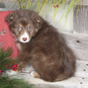 Australian Shepherd For Sale Shreve OH Female-Pumpkin Latte