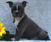 AKC Registered Boston Terrier For Sale Warsaw OH -Male Fido