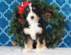 Bernedoodle (Standard) For Sale Sugarcreek, OH Female- Daisy