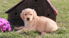 AKC Registered Golden Retriever For Sale Fredericksburg, OH Male- Laddy