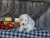 F1B Medium Labradoodle For Sale Millersburg OH Female-Flurry