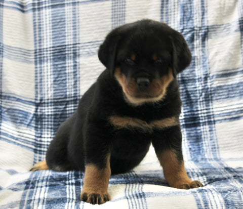 AKC Registered Rottweiler For Sale Shreve OH Male-Max