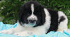 AKC Newfoundland For Sale Millersburg OH -Male Elvis