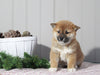 AKC Registered Shiba Inu For Sale Dundee, OH Female- Beauty