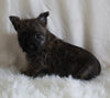 AKC Registered Cairn Terrier For Sale Millersburg OH Female-Mia