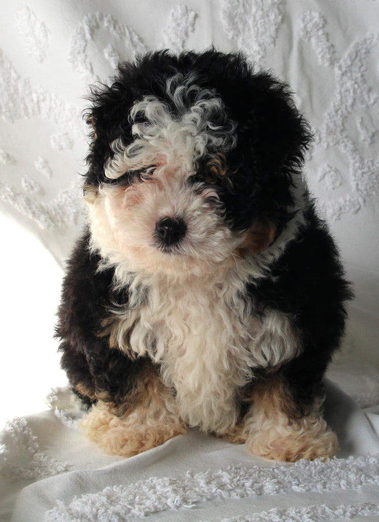 Mini Bernedoodle For Sale Sugarcreek OH FemaleMolly AC Puppies LLC