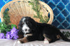 Bernedoodle For Sale Sugarcreek, OH Male- Chief