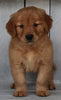 AKC Registered Golden Retriever For Sale Millersburg OH-Female Sophia