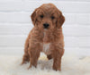 Goldendoodle (Standard) For Sale Dundee, OH Female- Shiloh