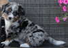Mini Bernedoodle For Sale Mt Hope OH Male-Oliver