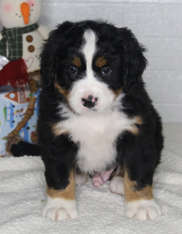 AKC Registered Bernese Mountain Dog For Sale Millersburg OH Male-Benji