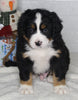 AKC Registered Bernese Mountain Dog For Sale Millersburg OH Male-Benji