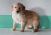 AKC Registered Golden Retriever For Sale Dundee, OH Female- Maggie