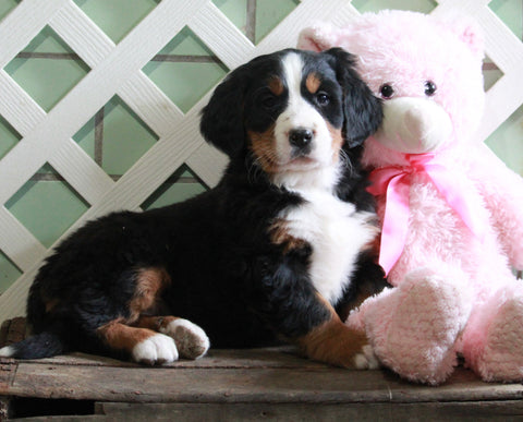 AKC Registered Bernese Mountain Dog For Sale Millersburg, OH Female- Carmen