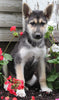 German Shepherd Husky For Sale Millersburg OH Male-Rocky
