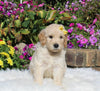 Goldendoodle For Sale Sugarcreek OH Female-Ellie