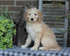 Medium F1BB Goldendoodle For Sale Millersburg OH Male-Drew